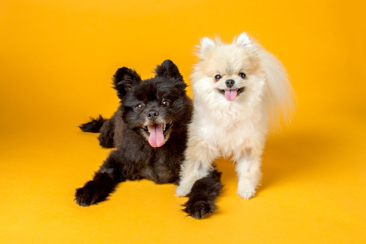 pet-photos-myrtle-beach-1500_085