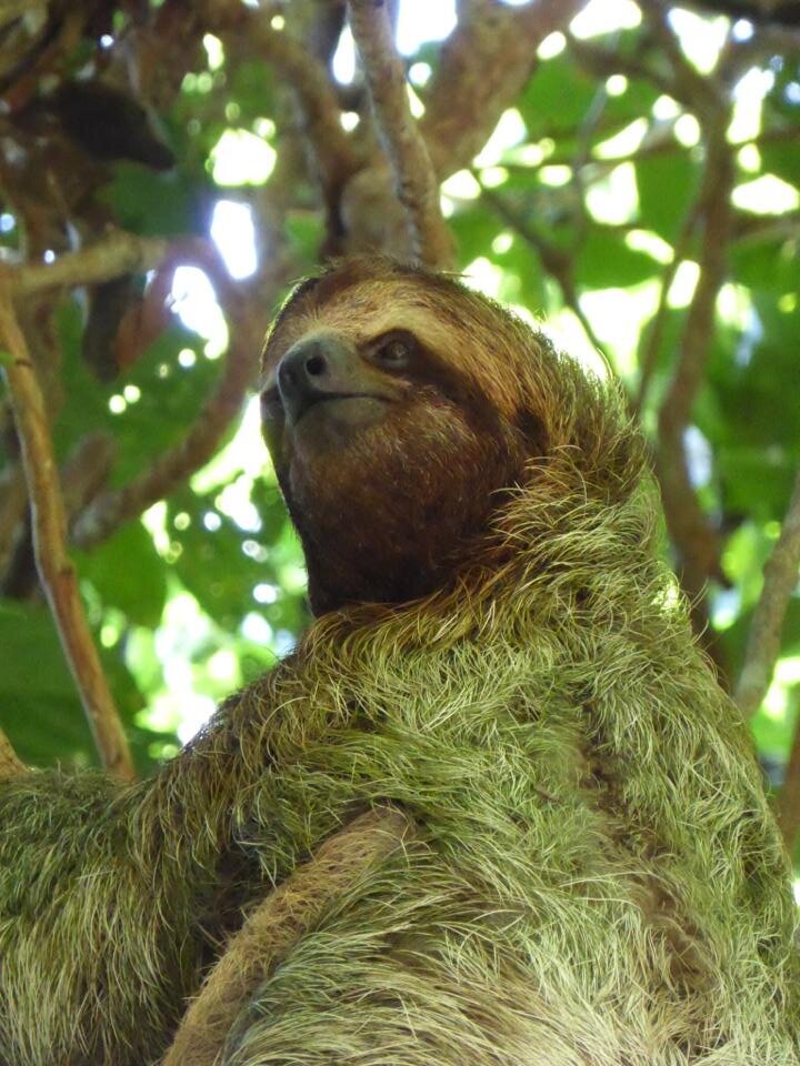 CR11