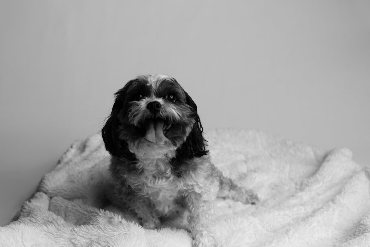 NW Arkansas pet photographer, dog photography NW Arkansas, pet photography near me