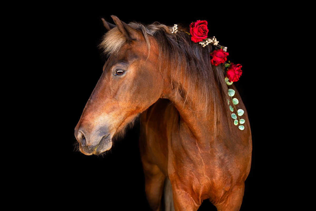 El-Paso-Texas-Fine-Art-Horse-Photographer-052