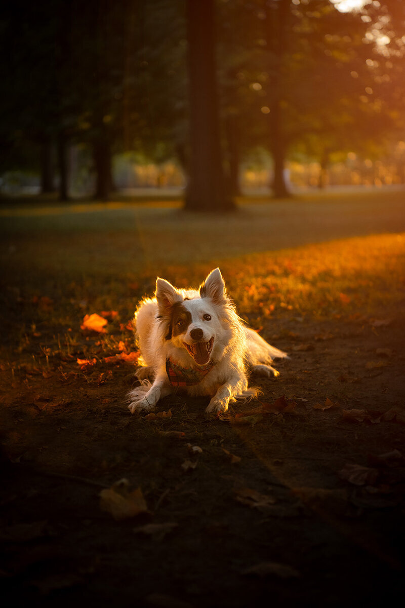 a border collie is laying on the ground excited to play during a golden hour photoshoot. Work by Duluth-based pet photographer Joanna of Paddle Paws Photography.