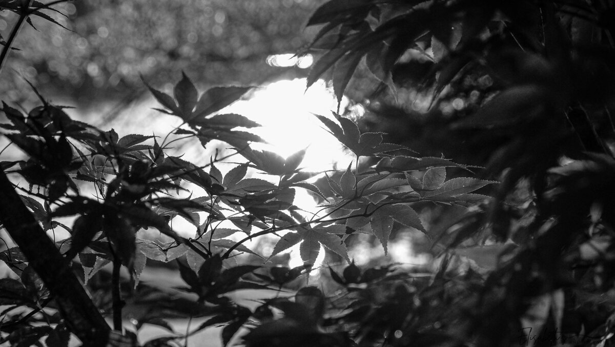 DSCF4068