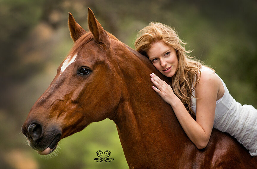 warmblood horse beautiful girl