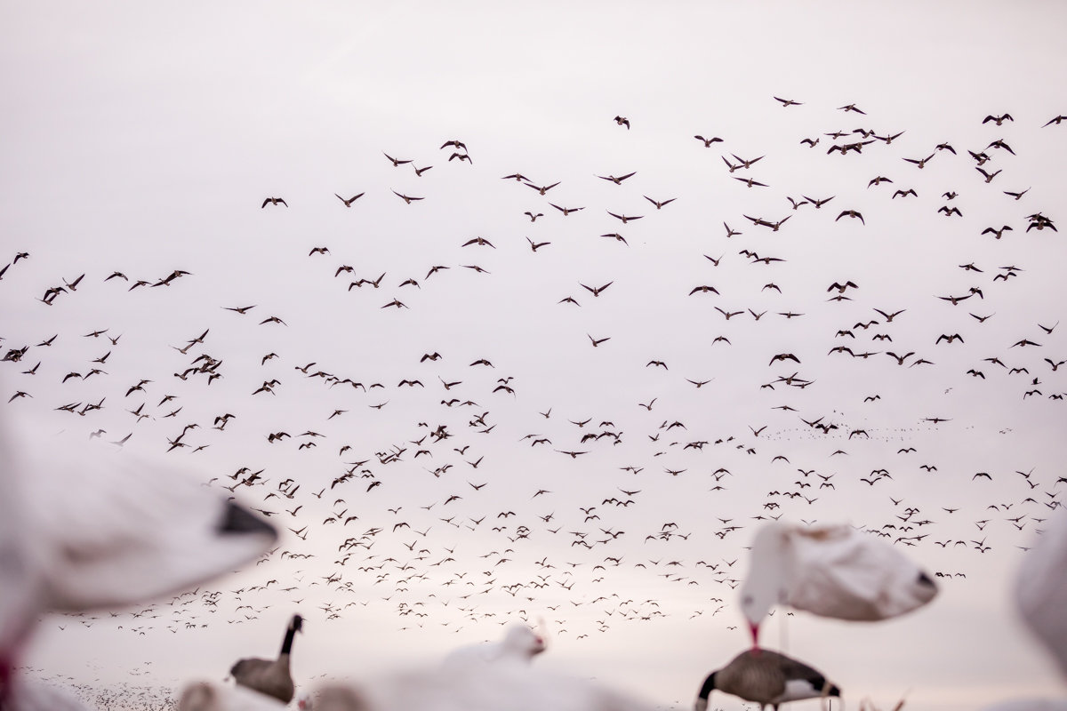 geese coming into spread