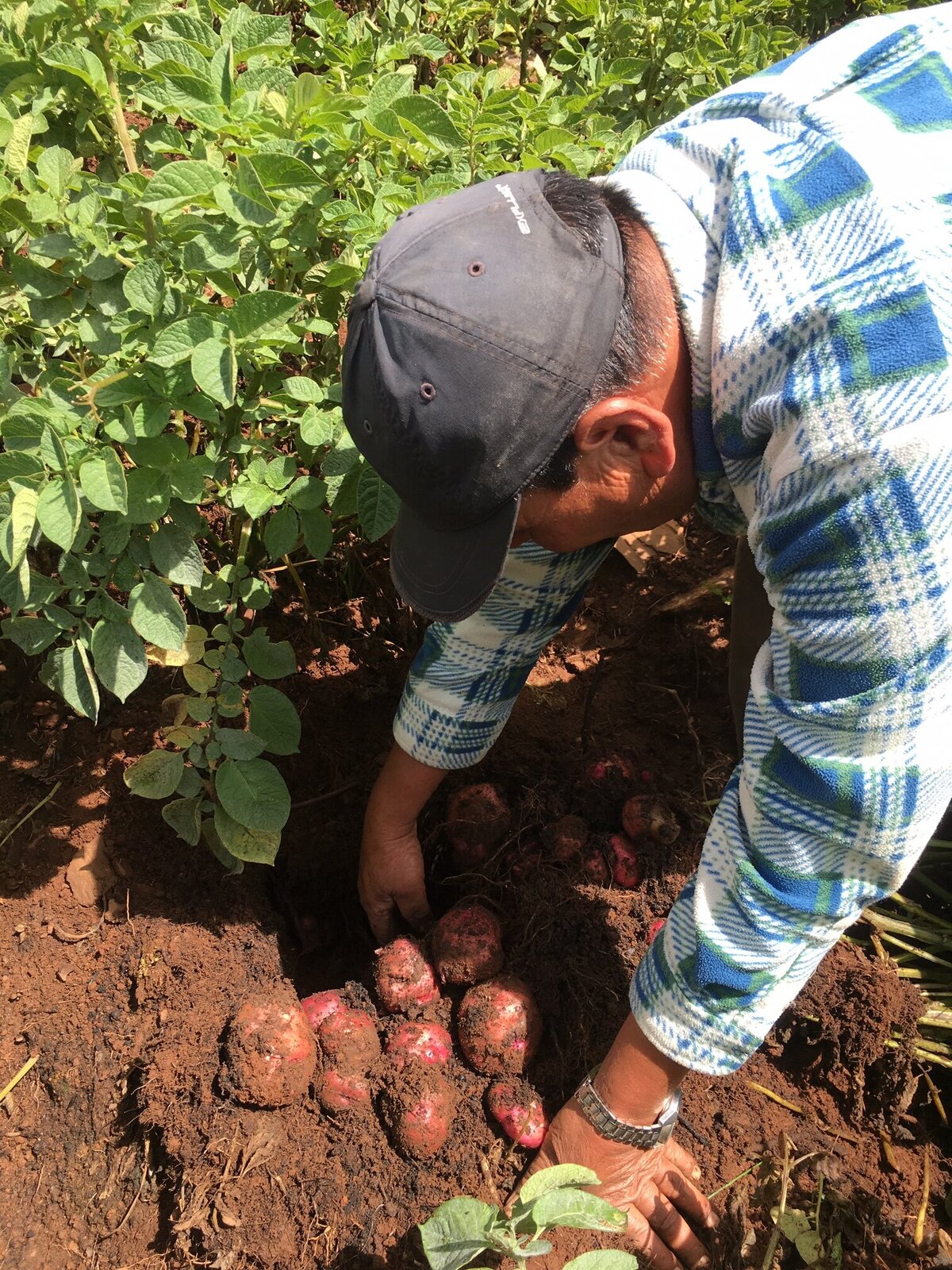 Potatoes2