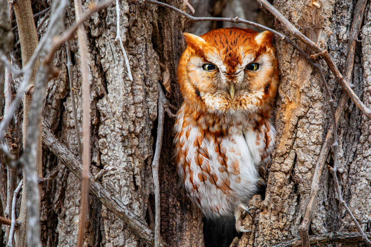 Eastern Screech Owl