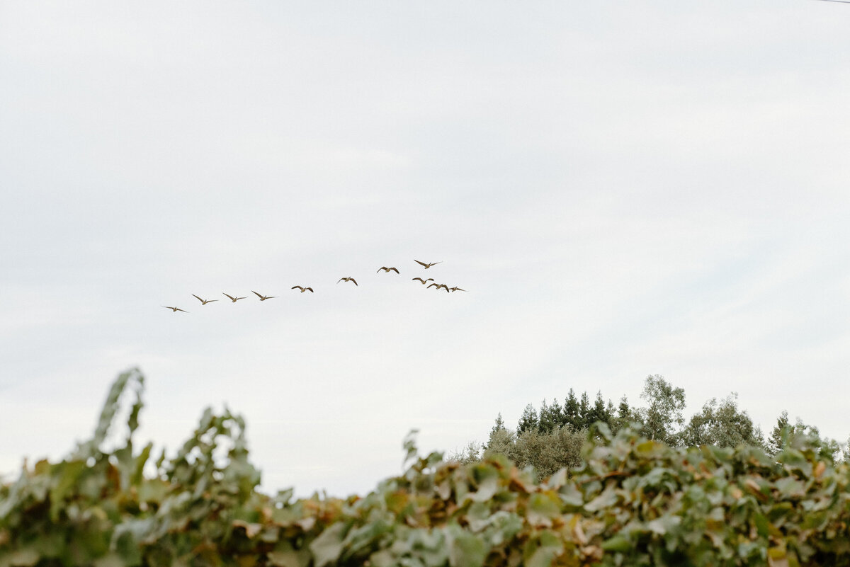 northern california wedding photographers