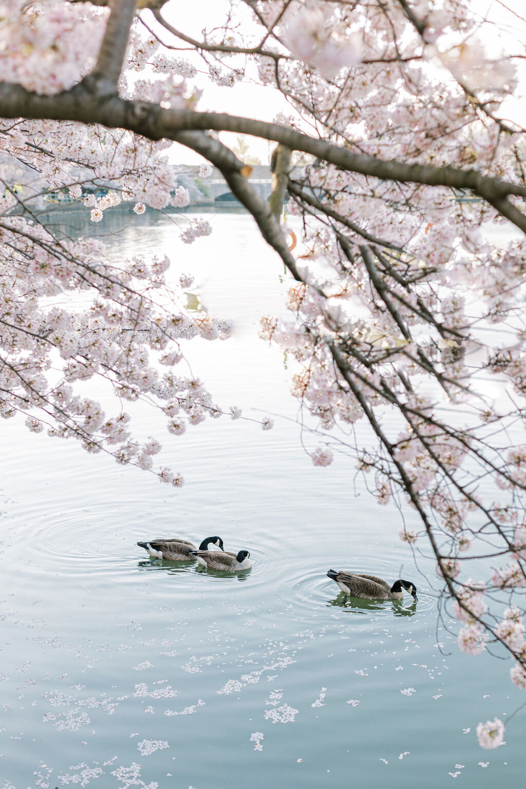 Washington DC Family Photos | Adela Antal Photography | Tidal Basin Cherry Blossoms