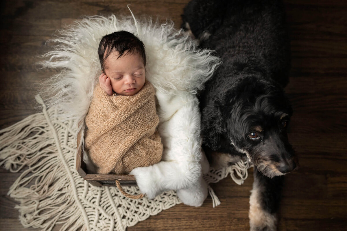 NJ Newborn Photographer captures baby and his dog