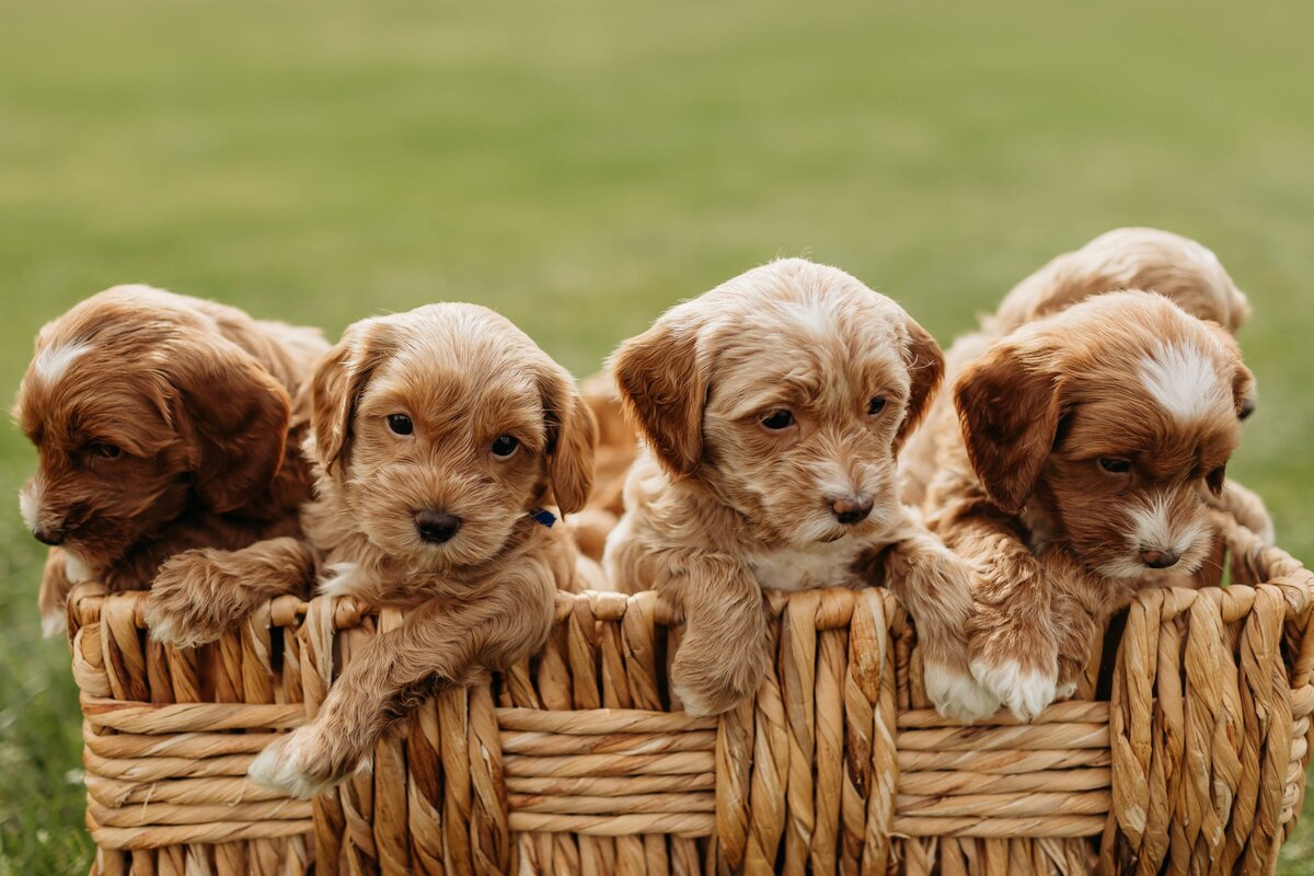 baldonnel-lane-labradoodles-breeder-alberta-bc-127