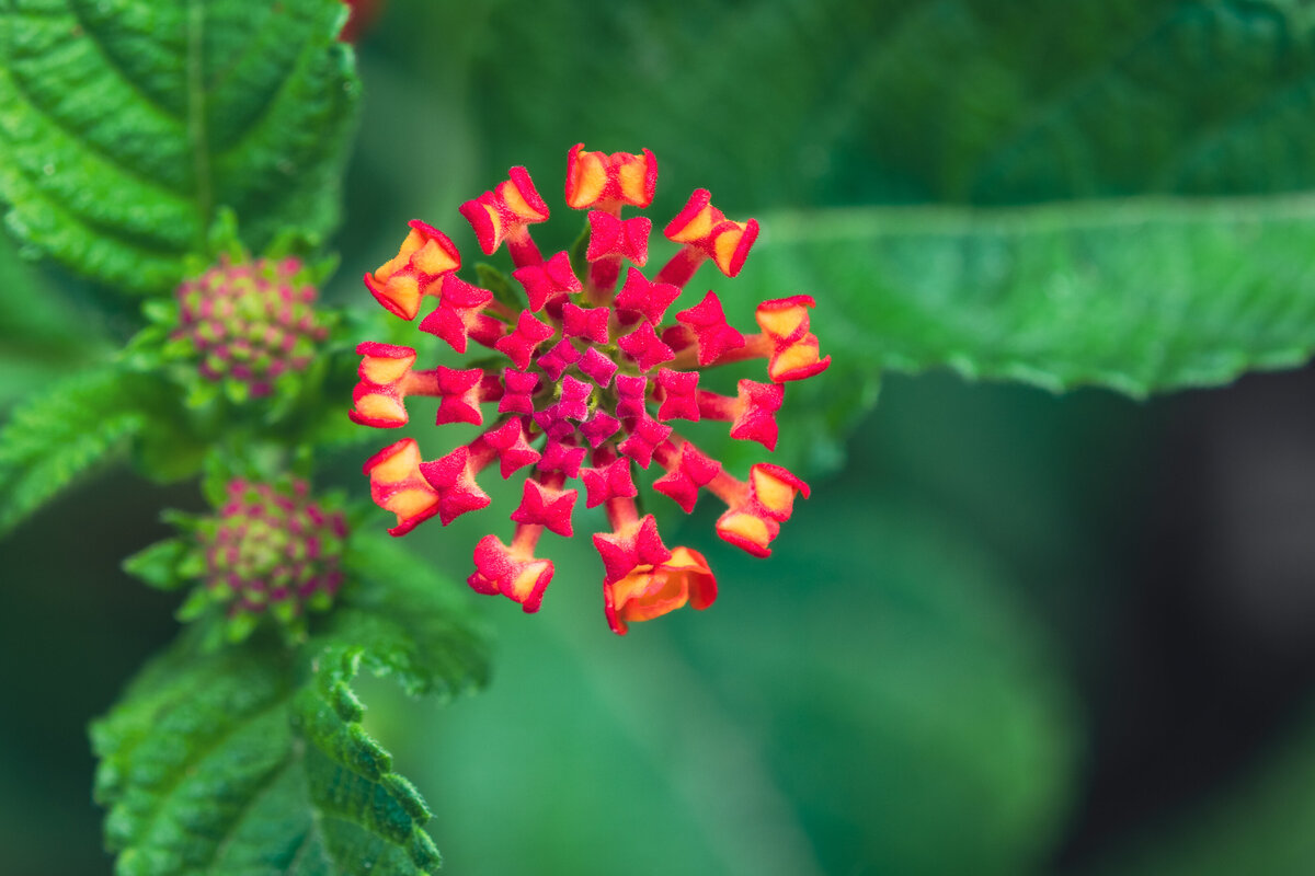 lantana_4576_C1