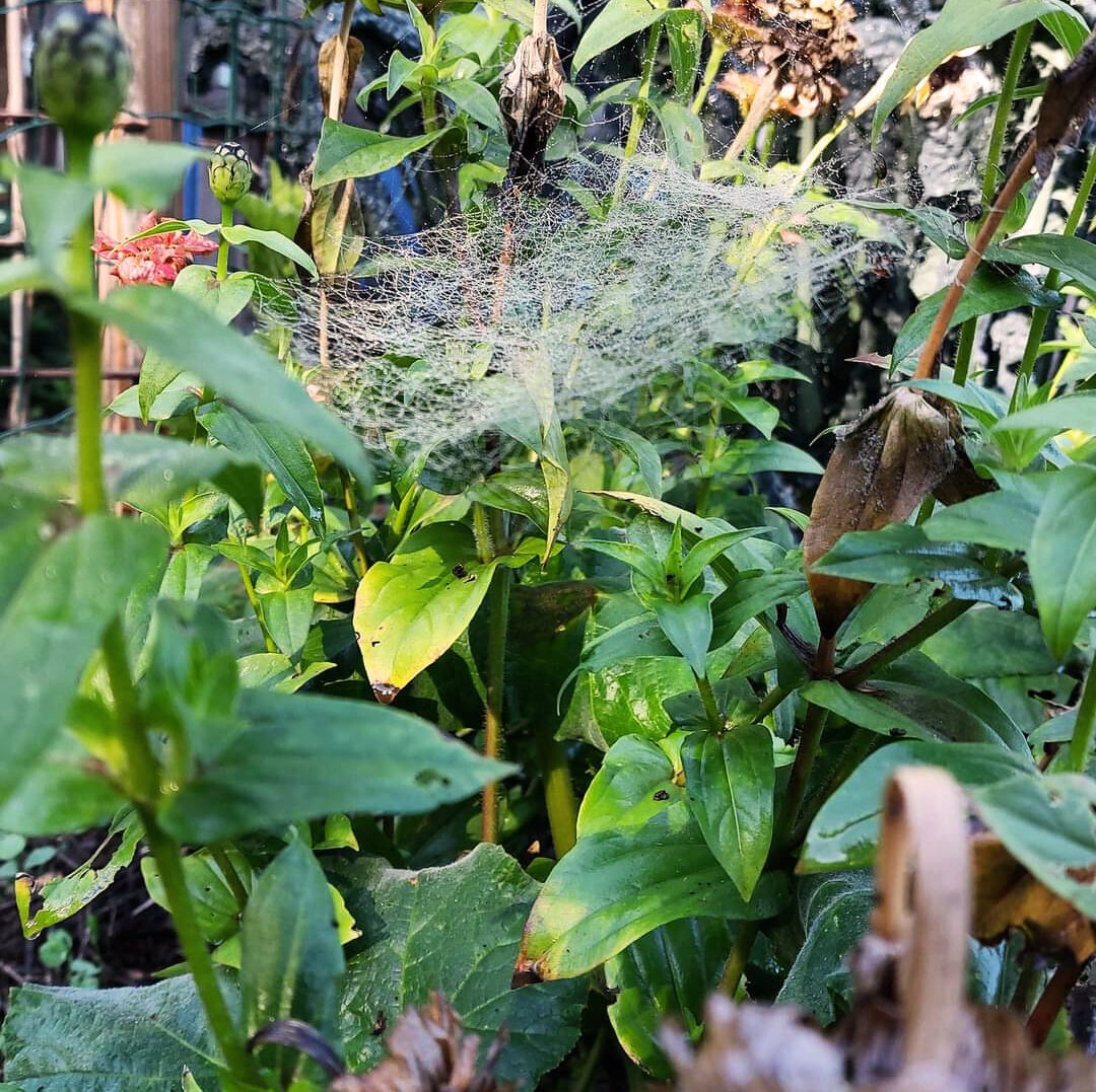 Spinnenweb tussen zinnia's
