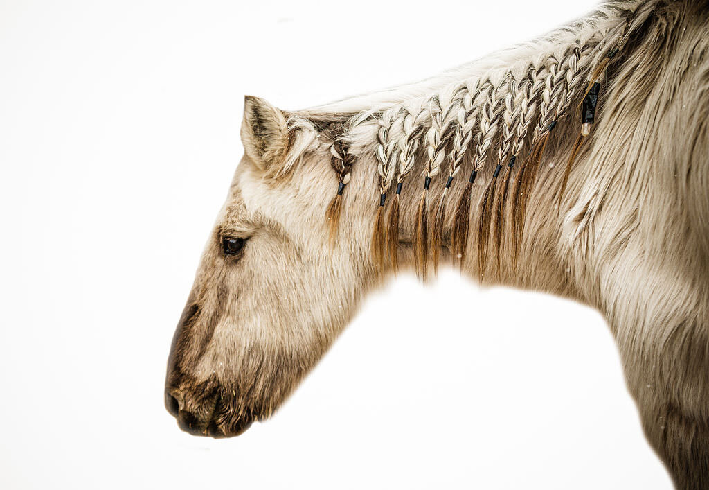 20230213_kya-photography-equestrian-photographer_0014