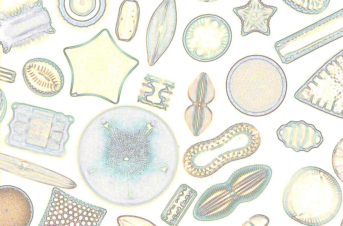 Diatoms