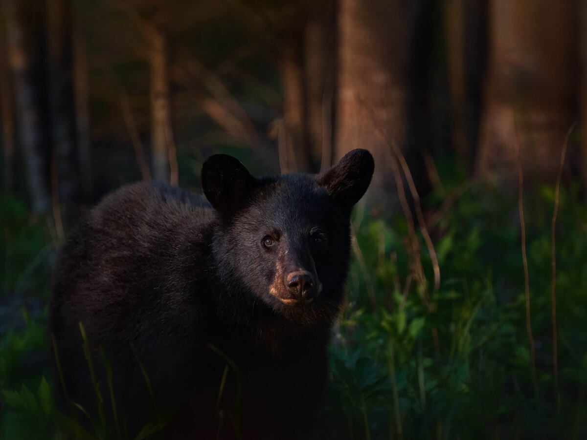 2022.04-Nature-TN-Smoky-Mountains-National-Park-Bear-With-Me-Chrissy-Donadi-Landscape-Photography-Clear-Wildlife-Animal-Black-Bear