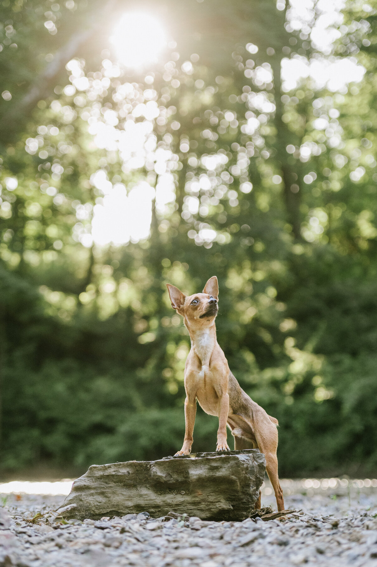 summer-pet-photography-session