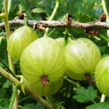 Gooseberry_Invicta-350x350