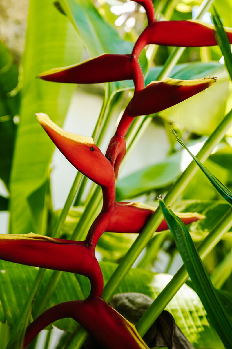 Paradise flower.