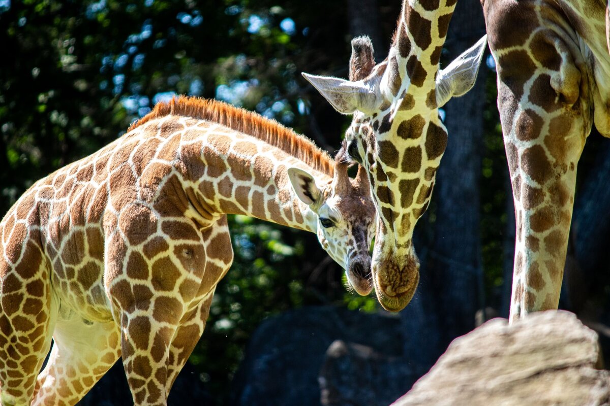 Baby_Giraffe_and_Mom_Noses-0495a6f6-2500