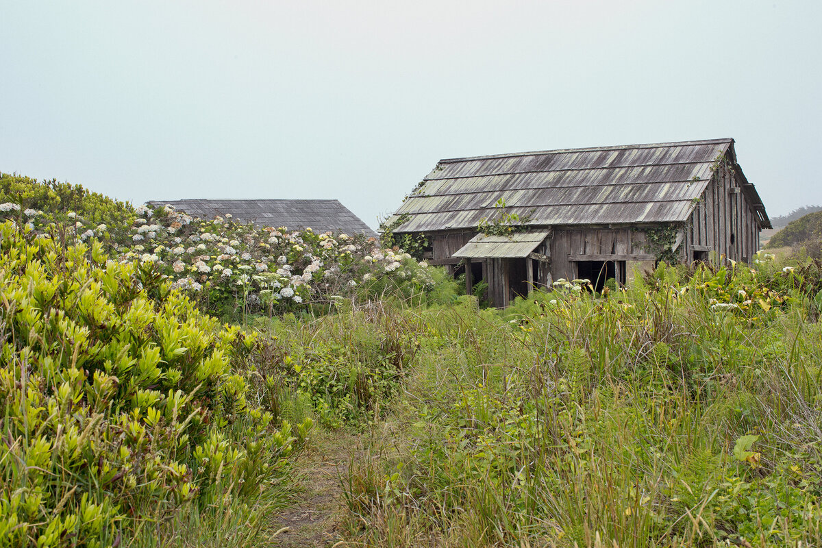 20150601_MENDOCINO_0021_01