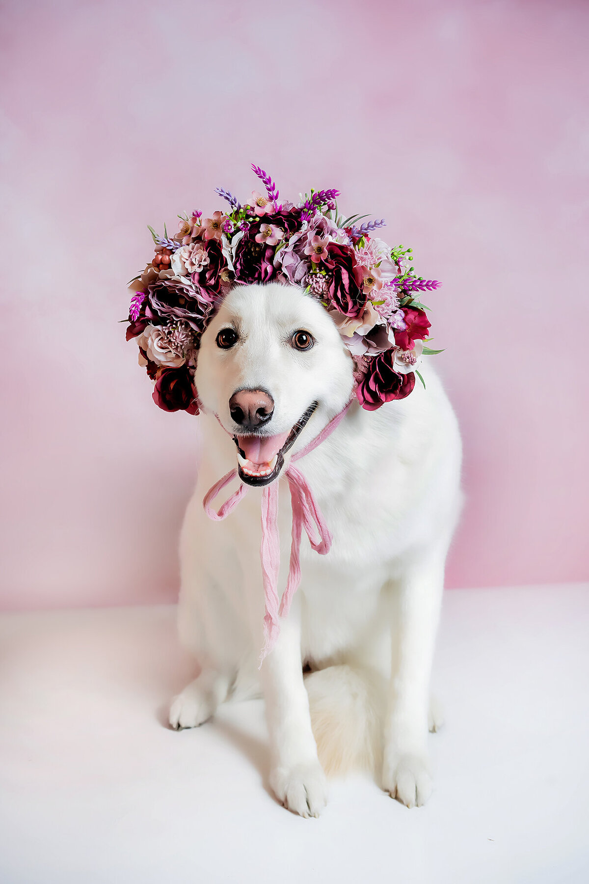 New Orleans Pet Photographer 49