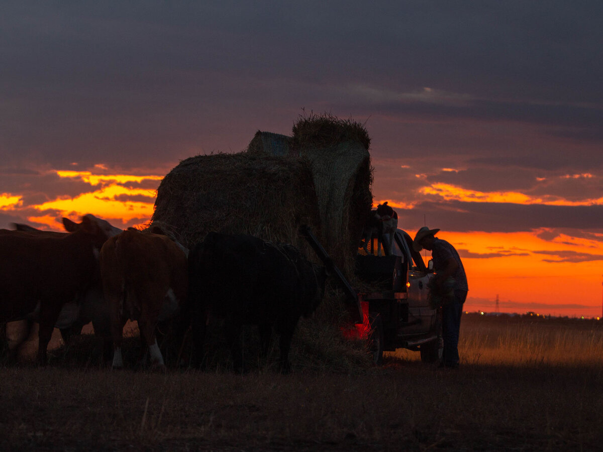 Ranching_at_Sunset