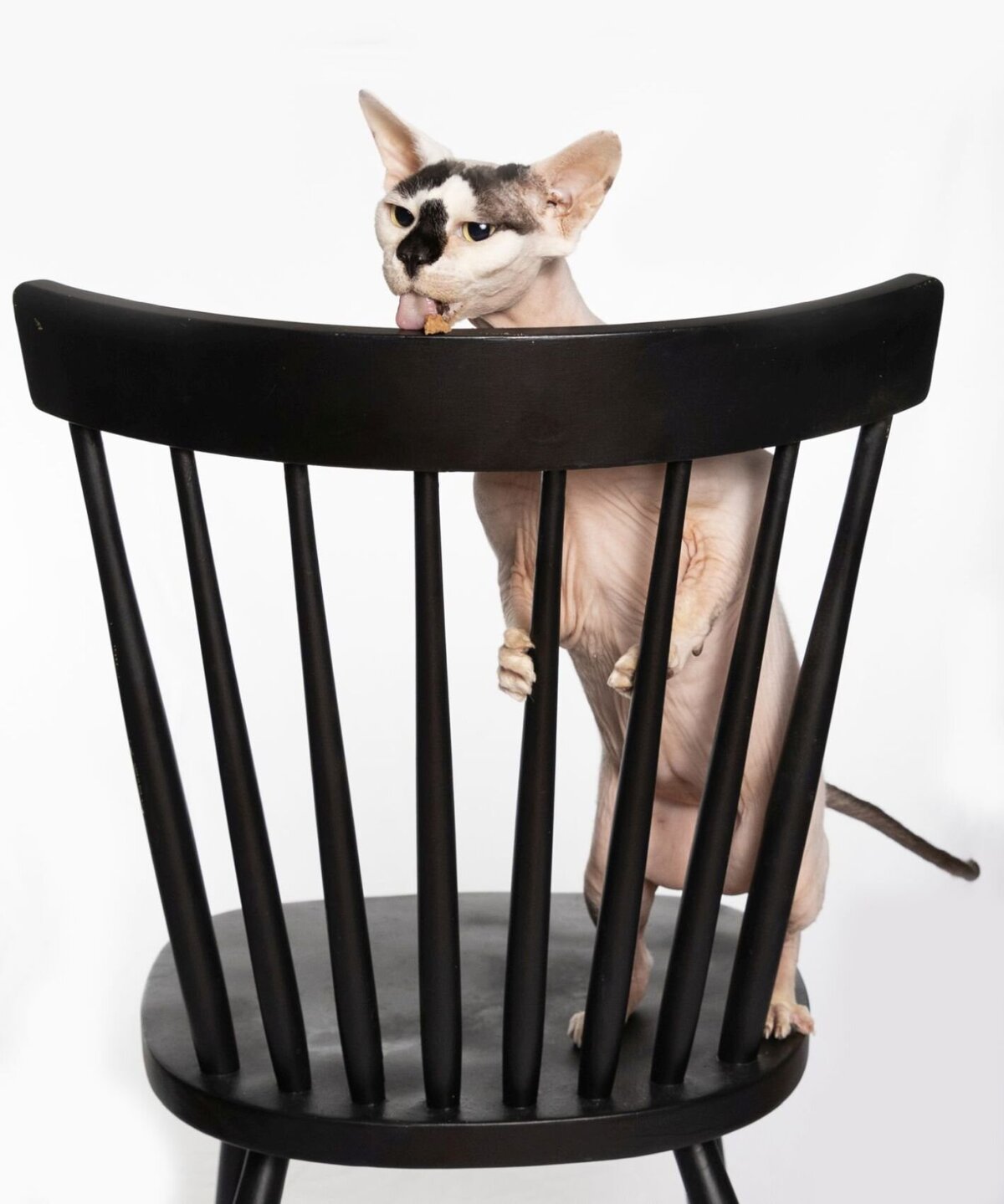 lilla-bordas-portraits-tampa-CAT-photographer1231