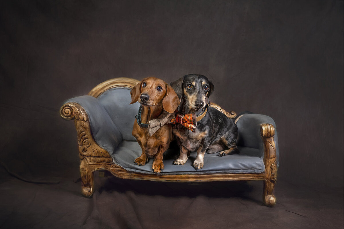 Heart_Dogs_Photography_by_Kelly_Munce (45)
