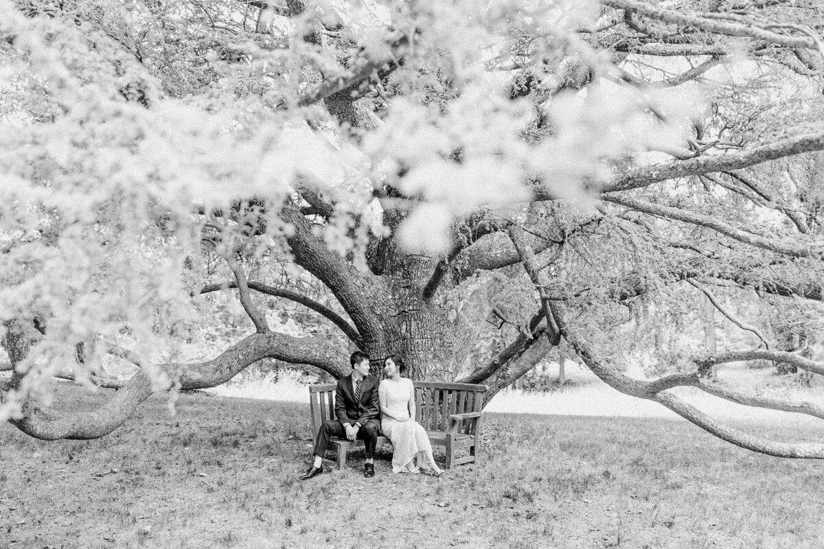 couple sitting under tree