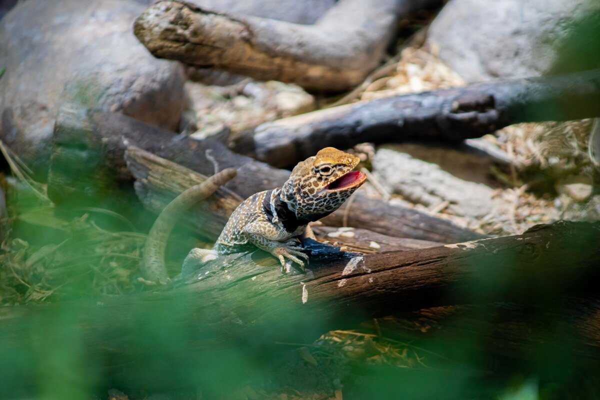North_Carolina_Zoo_189-a2333617-2500