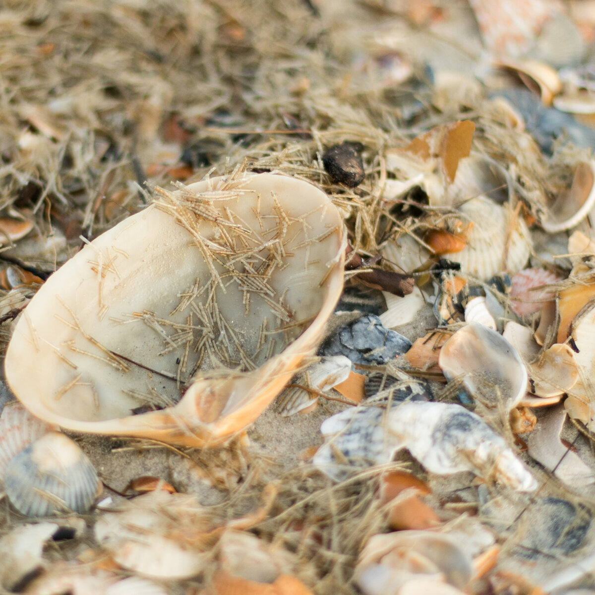 Seashells on Avon Beach NC ©SHP 2017-0283