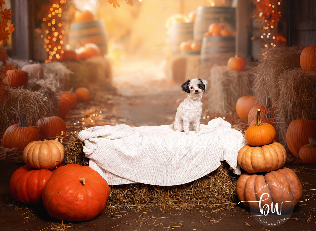2024_09_11 Dogs_Fall - Brandi Watford Photography 016