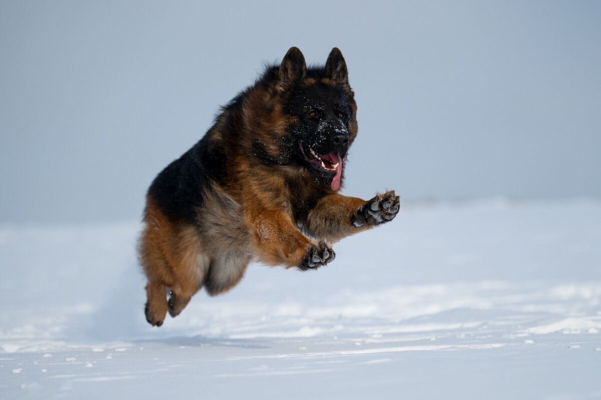 Actionfotos-Schaeferhund-im-Schnee-professionelle-Tierfotos