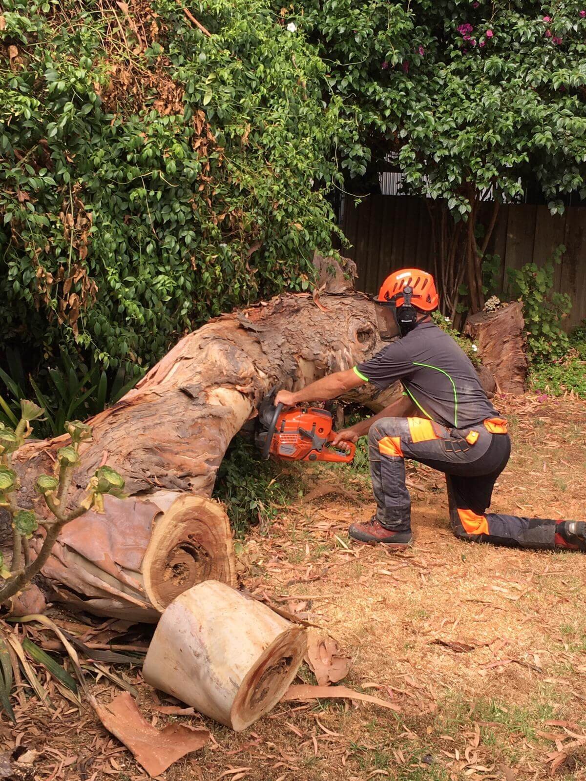 Storm Damage Branch Removals-Terry-Evergreen Tree Services SA