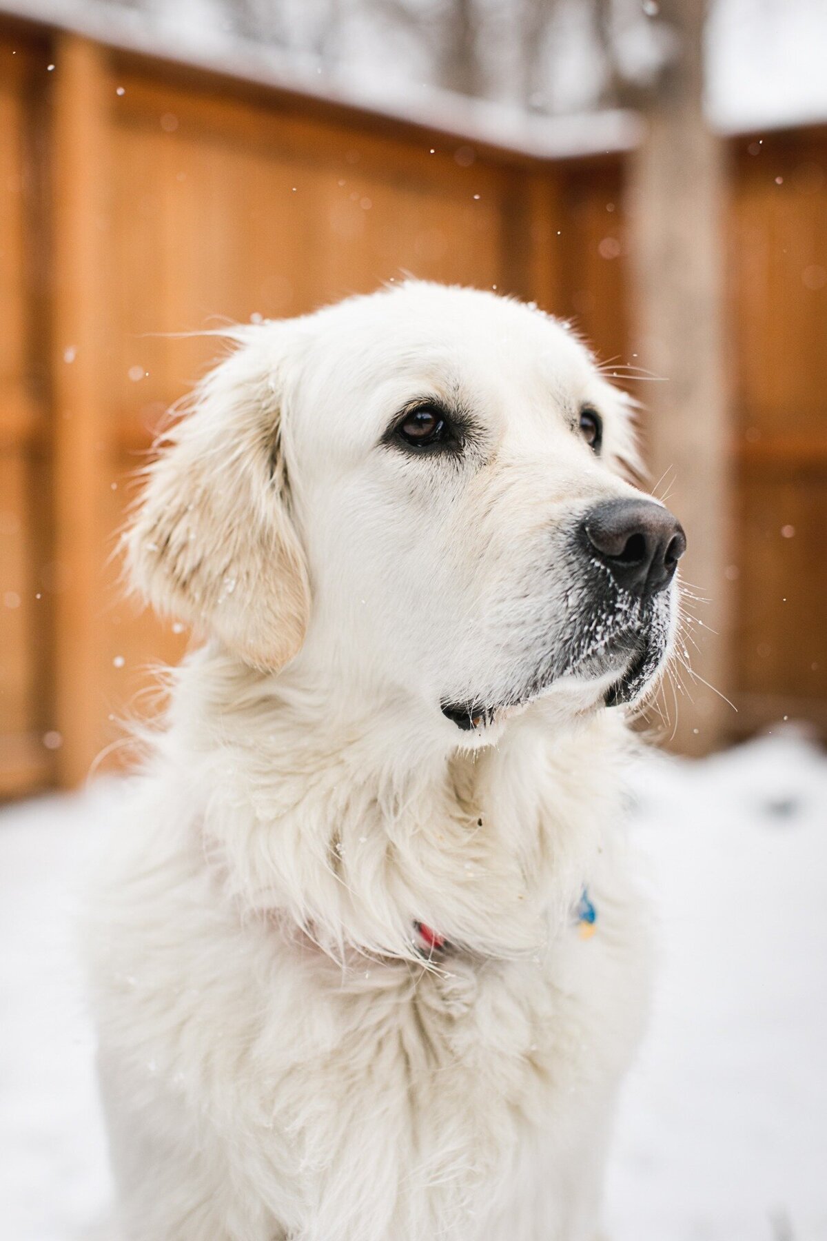 a white dog stands in snow in a fort collins backyard