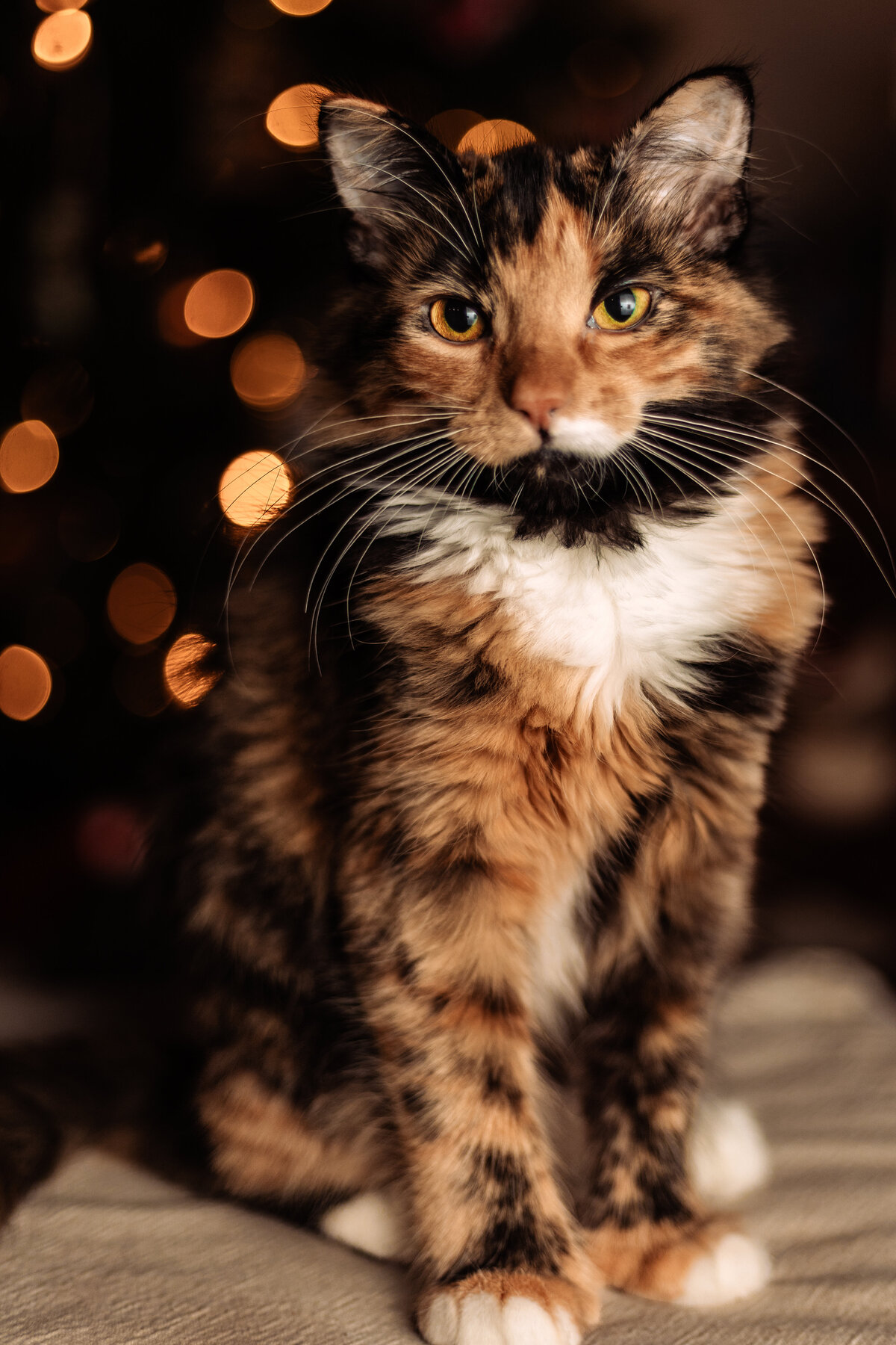 full-body-kitten-portrait