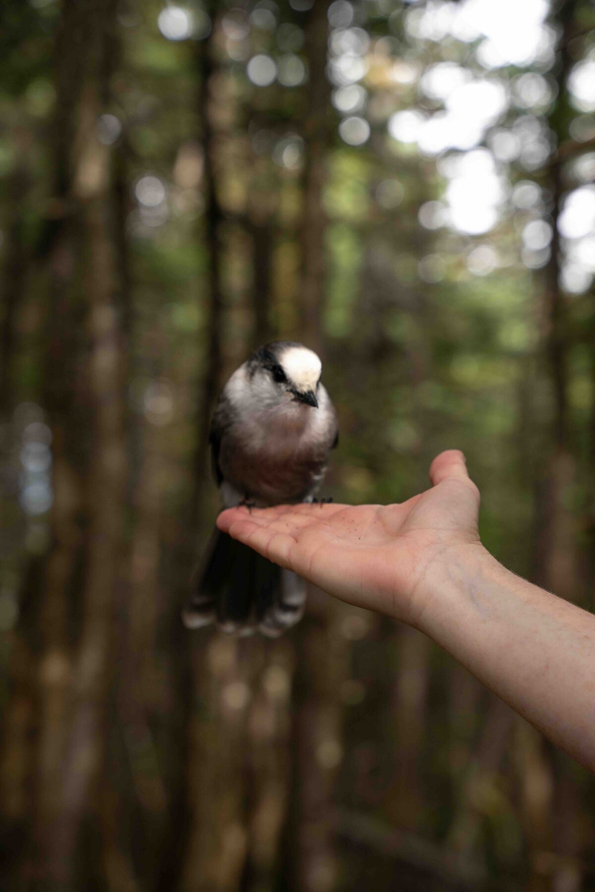 38_Meredith Ewenson Women's Group Hiking Trip_White Mountains New Hampshire_Appalachian Mountain Club_Hut to Hut_October 2025
