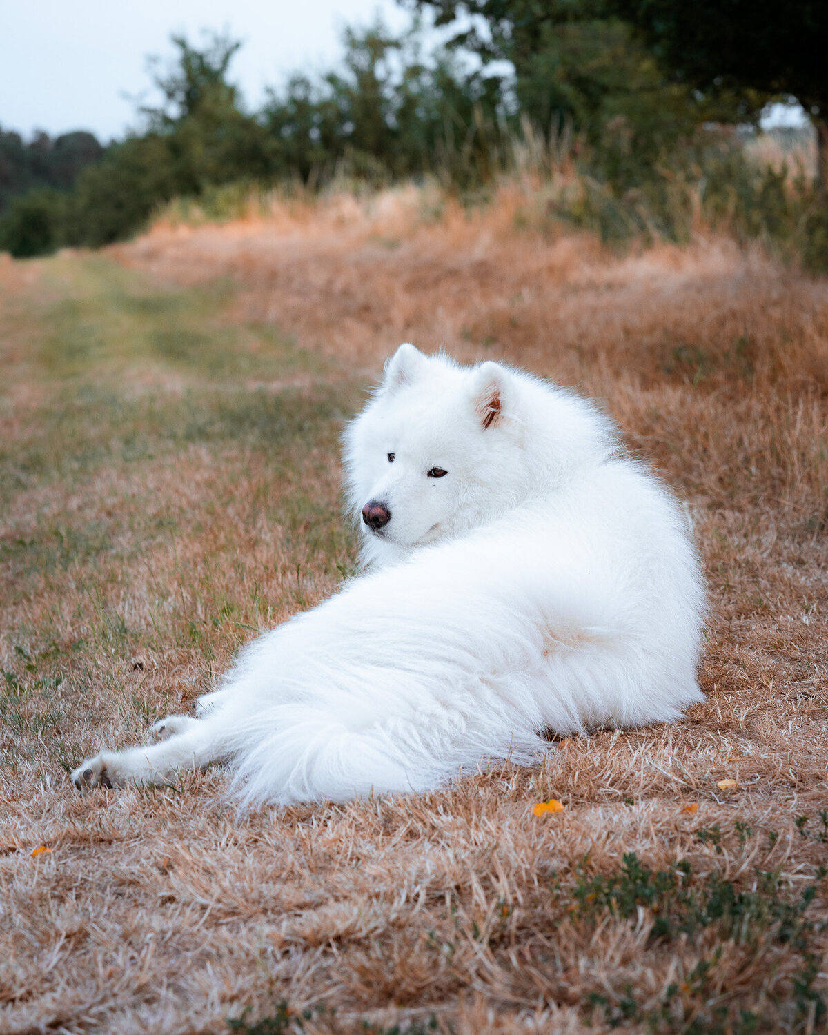 samojed happy samoyed dog