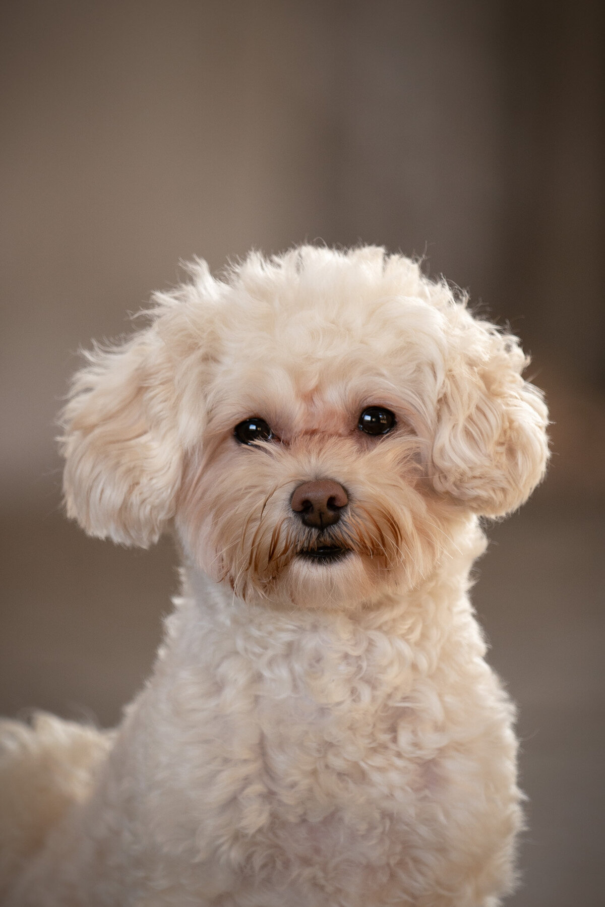 Hondenfotoshoot Belgie-19