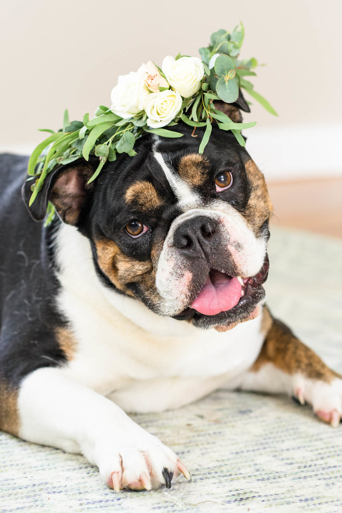 Cute bulldog with white rose flower crown