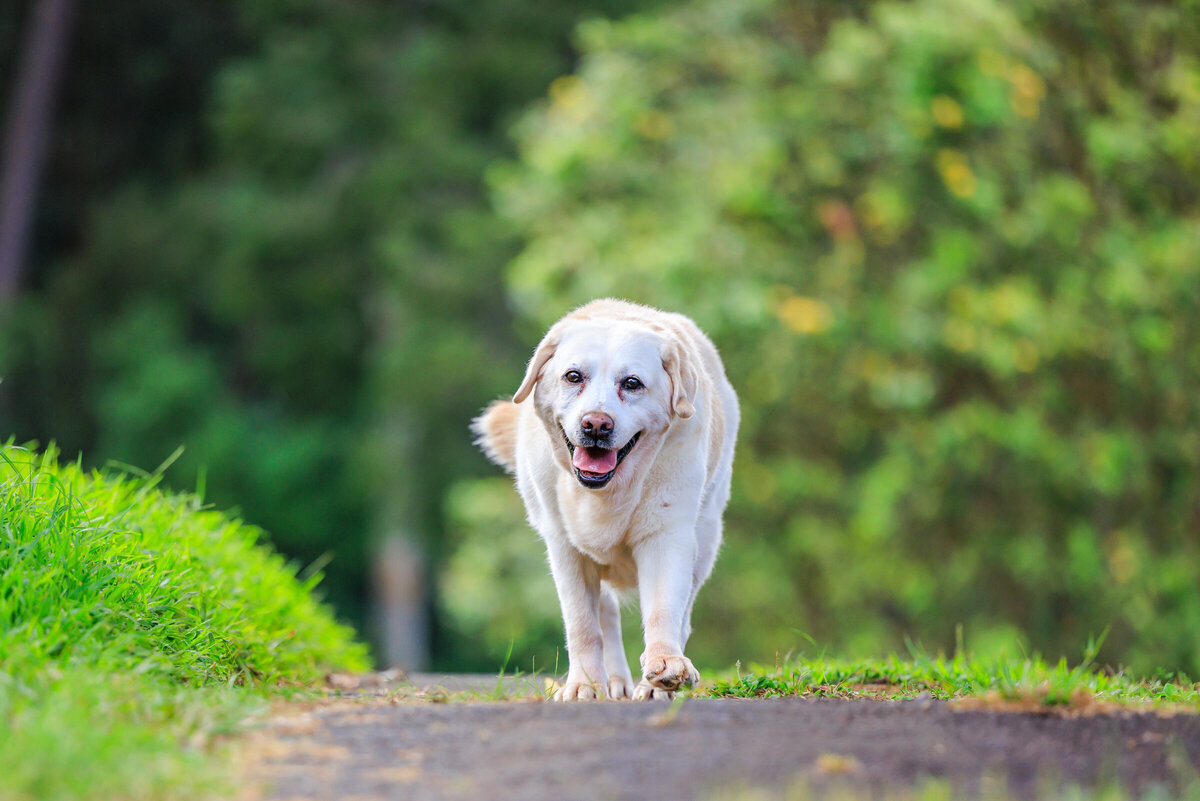 Hawaii Senior Dog Photography-40