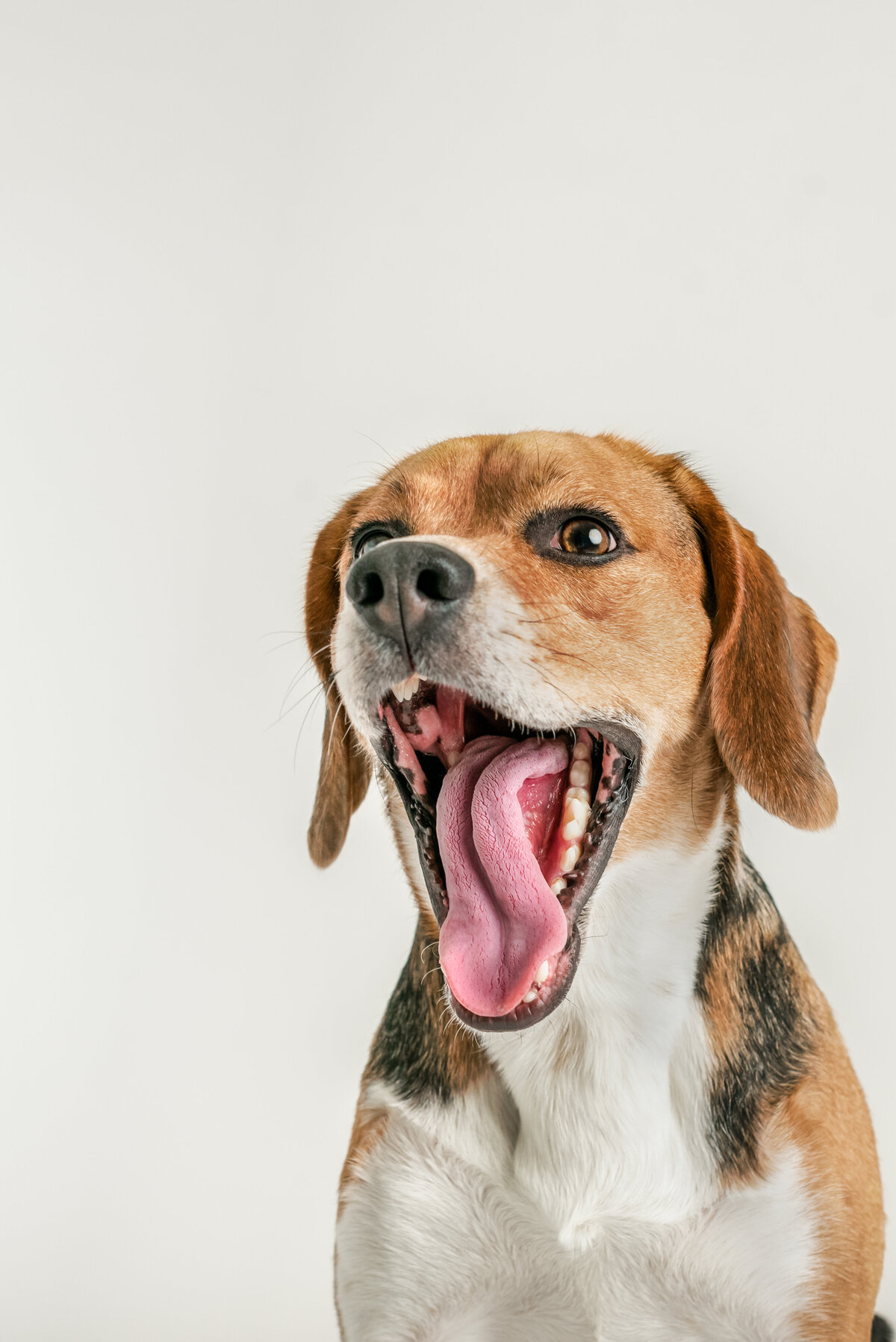 Beagle-1