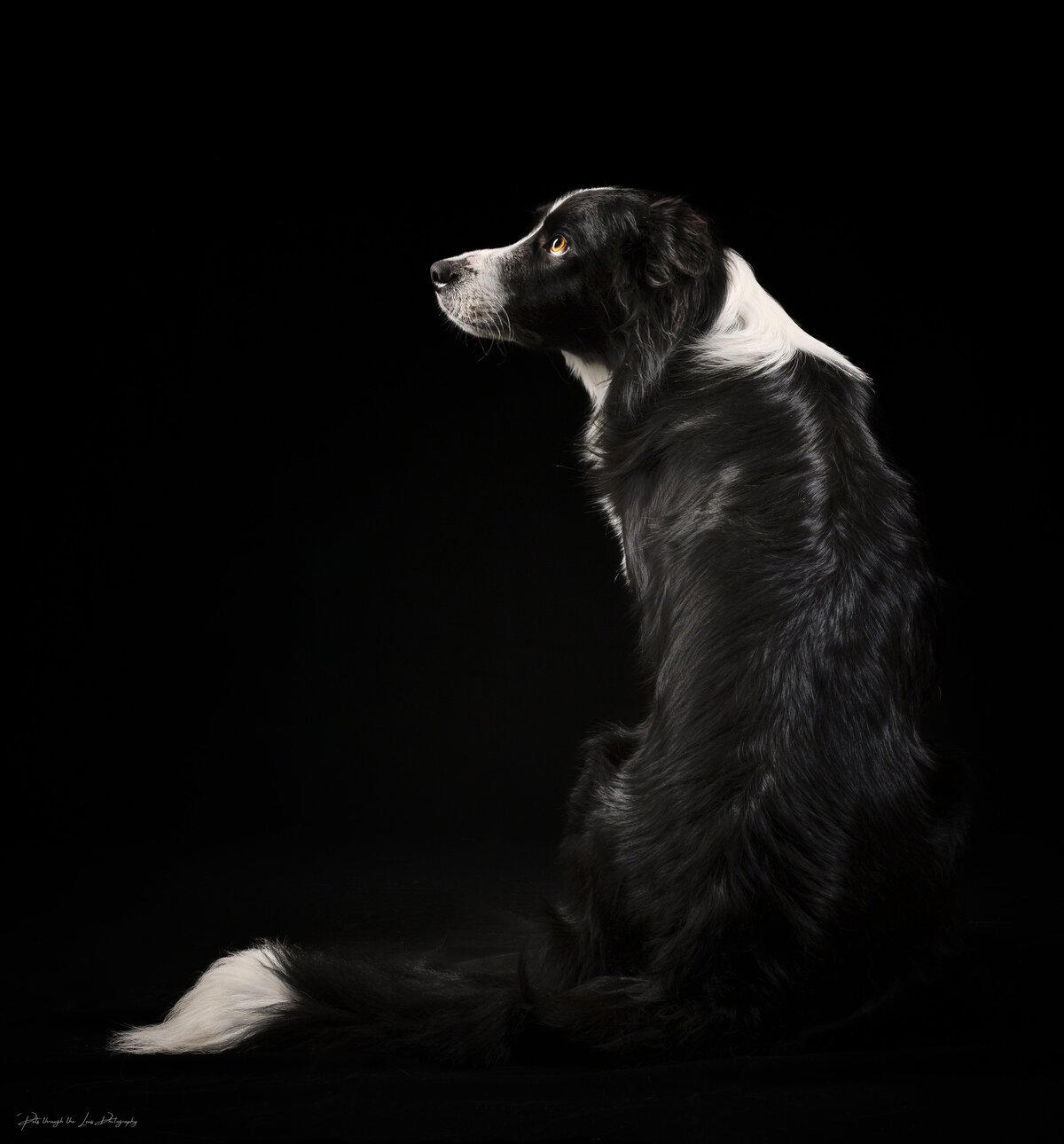 Pets-through-the-Lens-Photography-Vancouver—Lifestyle-Studio-Dog-Photography