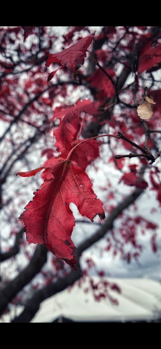 image00006