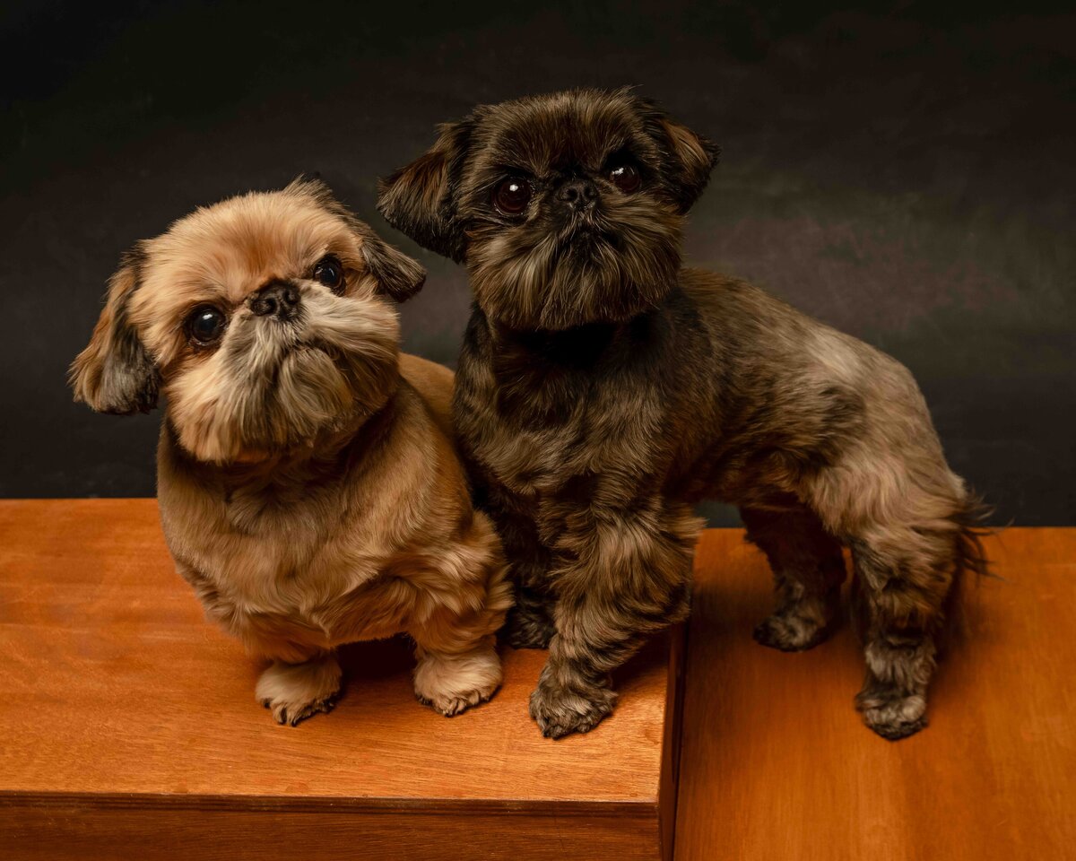 issaquah-dog-photogrpaher-8