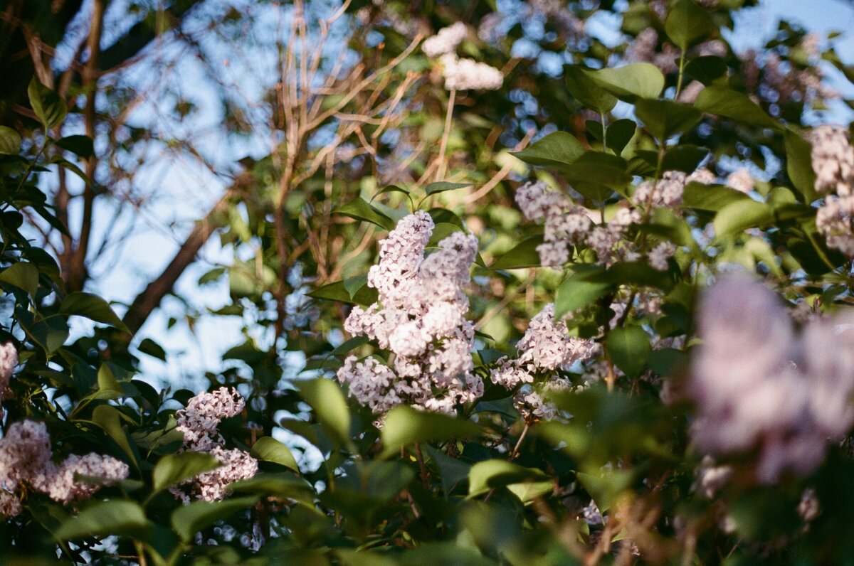 film photo of purple lilacs