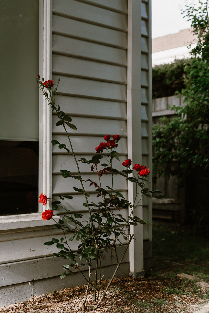 BlossomDaisyCreative_Wedding-Oscar&Bronte-002