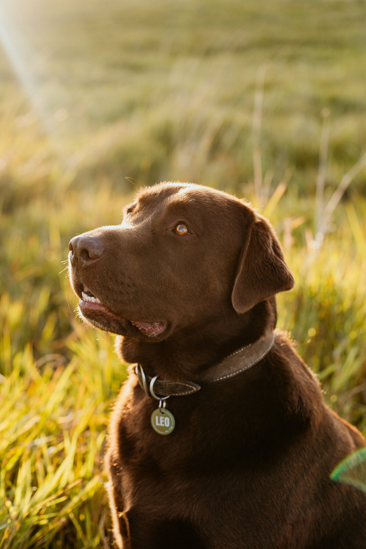 A chocolate Labrador is sitting eagerly in a bright green and yellow grassy field, waiting to play.