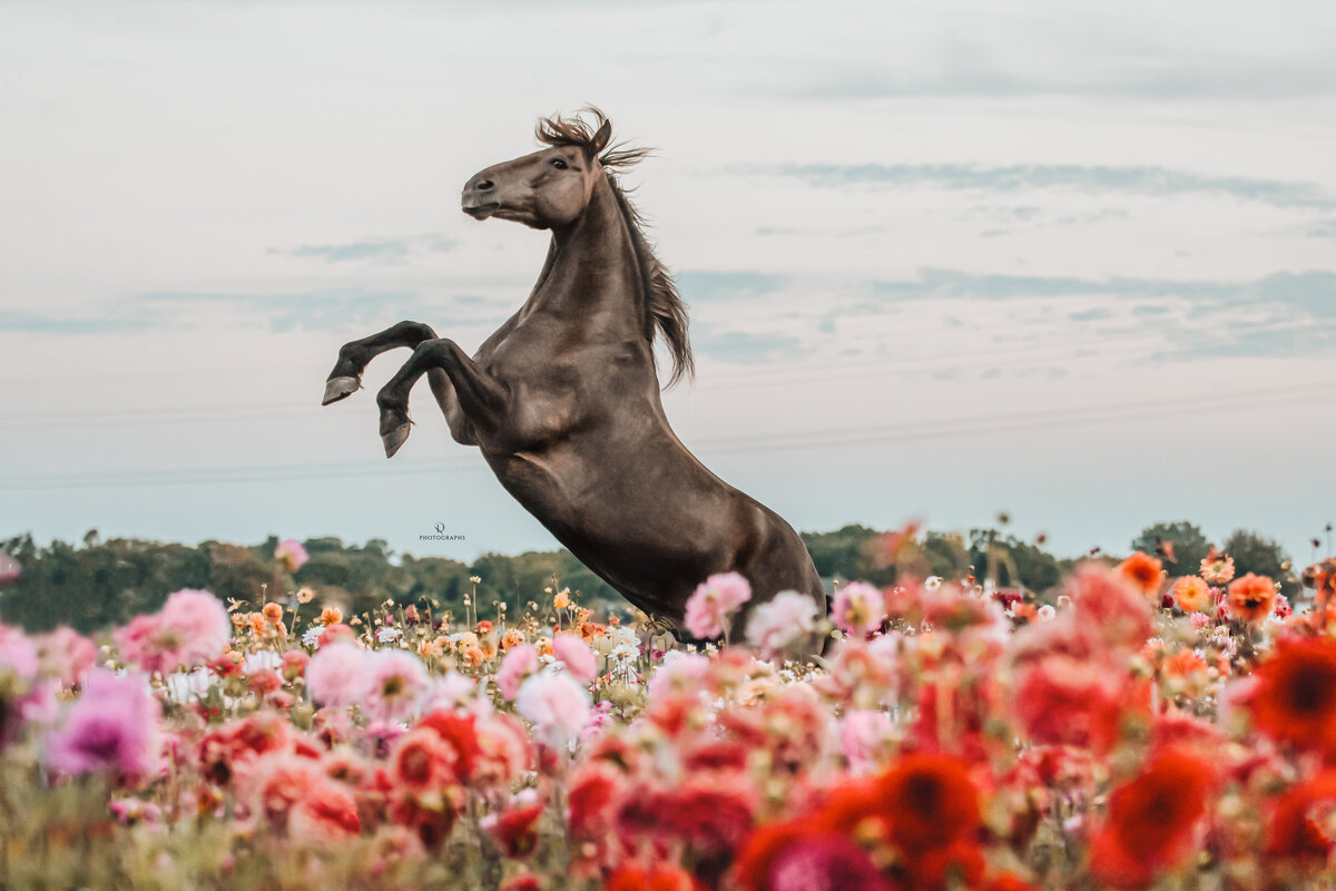 Paardenfotografie tussen de dahlia