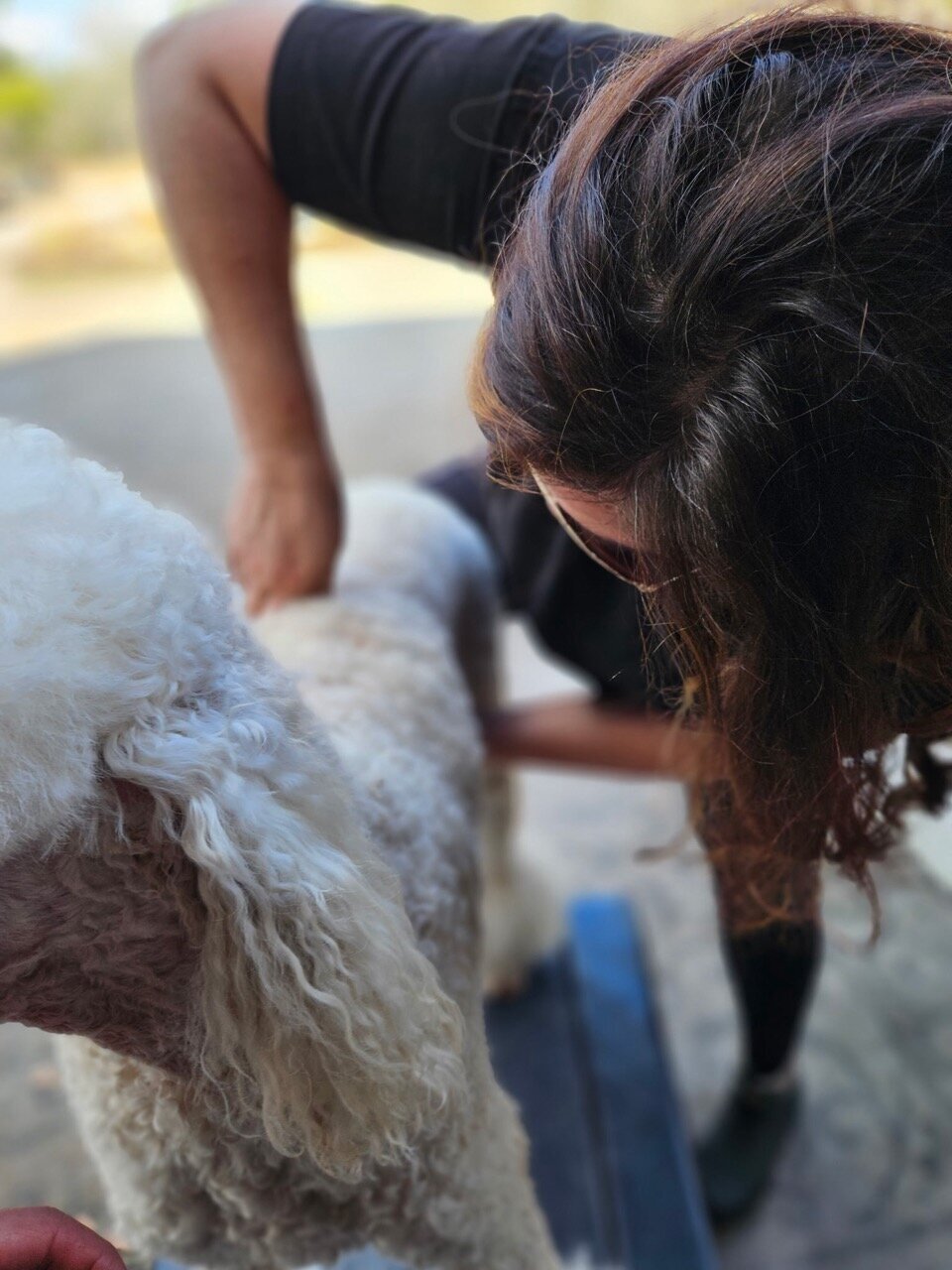 Mobile integrative veterinary care South Carolina_Burkett Veterinary Services 97 Large